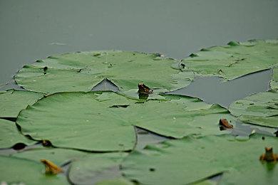 《碧蓝幻想》与《最终幻想11》联动活动5月9日开启